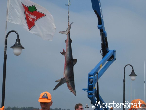 shark1