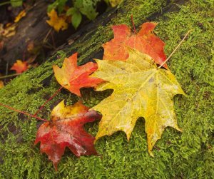 fall