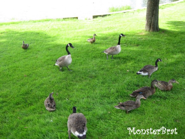 ducks
