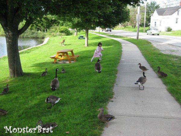 ducks1