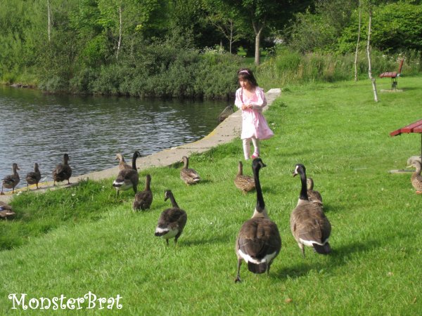 ducks2